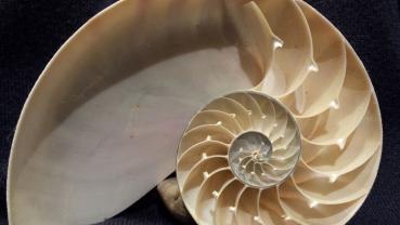 nautilus shell May 17